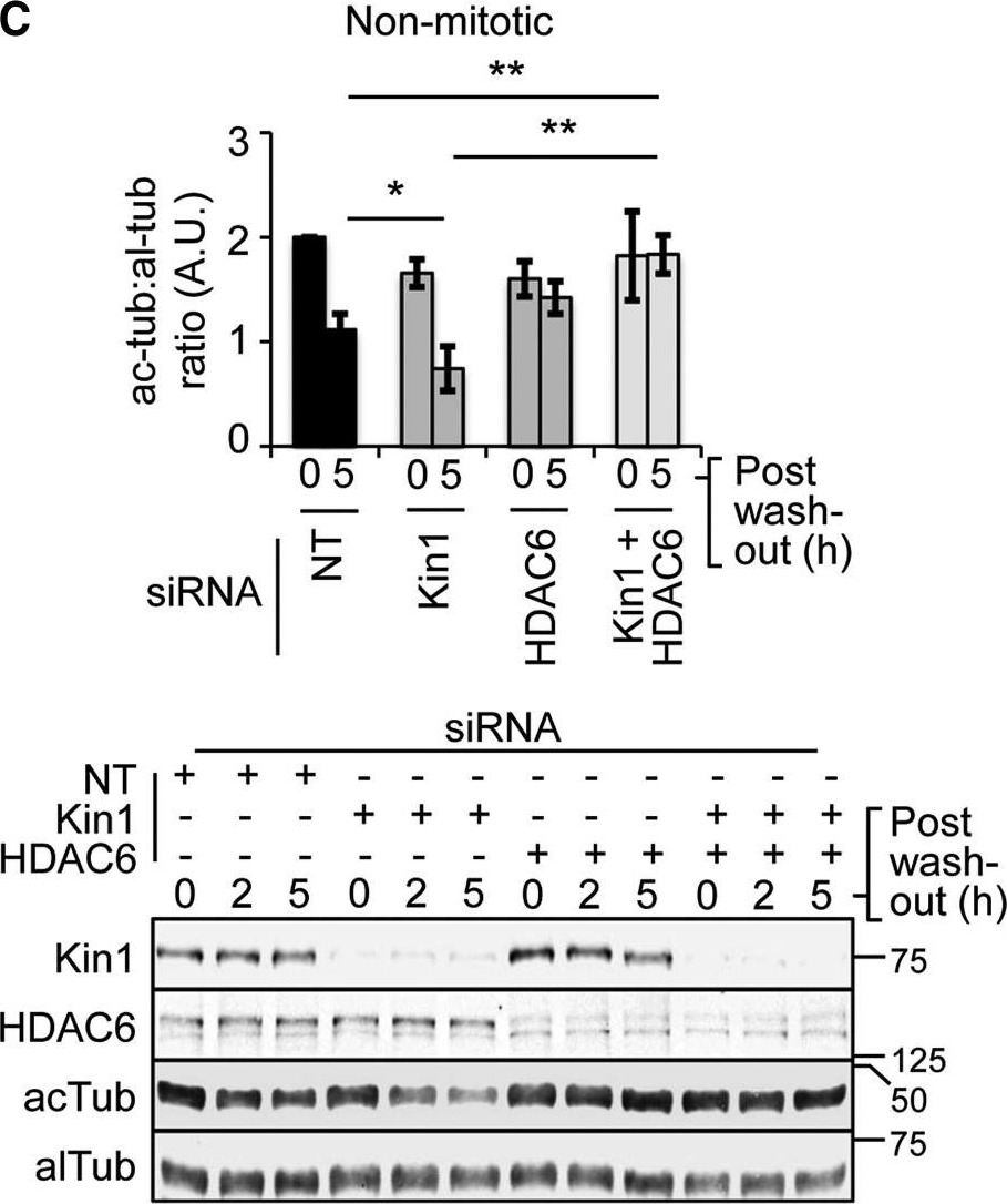 Anti-Kindlin-1 antibody