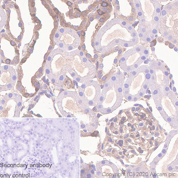 Immunohistochemistry (Formalin/PFA-fixed paraffin-embedded sections) - Anti-Kindlin 2 antibody [3A3.5] (AB254535)