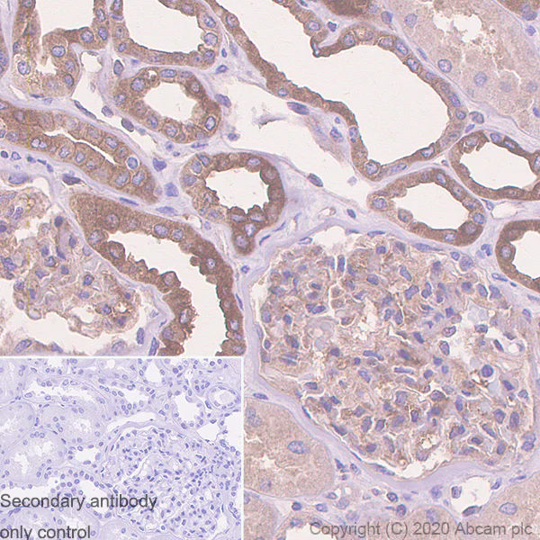 Immunohistochemistry (Formalin/PFA-fixed paraffin-embedded sections) - Anti-Kindlin 2 antibody [3A3.5] (AB254535)