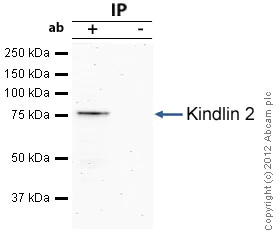 Immunoprecipitation - Anti-Kindlin 2 antibody (AB74030)