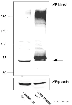 Western blot - Anti-Kindlin 2 antibody (AB74030)