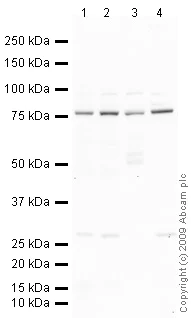 Western blot - Anti-Kindlin 2 antibody (AB74030)