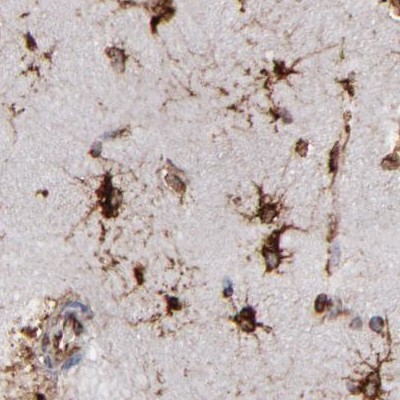 Immunohistochemistry (Formalin/PFA-fixed paraffin-embedded sections) - Anti-Kinectin 1 antibody (AB224324), expandable thumbnail