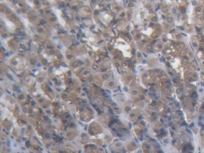 Immunohistochemistry (Formalin/PFA-fixed paraffin-embedded sections) - Anti-Kinectin 1 antibody (AB231002)