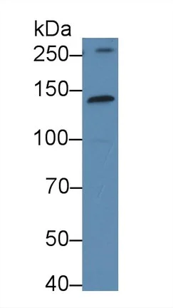 Western blot - Anti-Kinectin 1 antibody (AB231002)