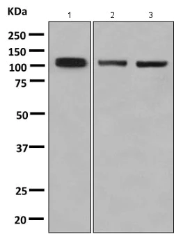 Western blot - Anti-Kinesin Heavy Chain 2 antibody [EPR10740(B)] (AB154868)