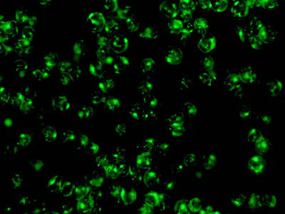 Immunocytochemistry/ Immunofluorescence - Anti-Kinesin Heavy Chain 2 antibody [EPR10740(B)] - BSA and Azide free (AB249167)