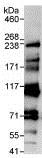 Immunoprecipitation - Anti-Kinetochore antibody (AB85996)