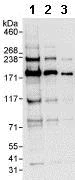 Western blot - Anti-Kinetochore antibody (AB85996)