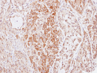 Immunohistochemistry (Formalin/PFA-fixed paraffin-embedded sections) - Anti-Kininogen 1 antibody (AB97761), expandable thumbnail