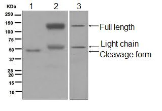 Western blot - Anti-Kininogen 1 antibody [EPR6097] (AB124737)