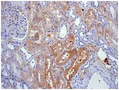 Immunohistochemistry (Formalin/PFA-fixed paraffin-embedded sections) - Anti-Kininogen 1 antibody [EPR6097] - BSA and Azide free (AB226087)