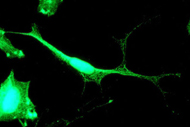 Immunocytochemistry/ Immunofluorescence - Anti-Kir2.1/KCNJ2 antibody [EPR4530] (AB109750), expandable thumbnail
