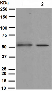 Western blot - Anti-Kir2.1/KCNJ2 antibody [EPR4530] (AB109750), expandable thumbnail