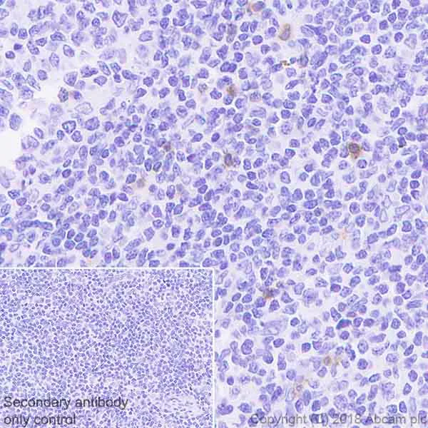 Immunohistochemistry (Formalin/PFA-fixed paraffin-embedded sections) - Anti-KIR2DL3 antibody [EPR22192] (AB225740)