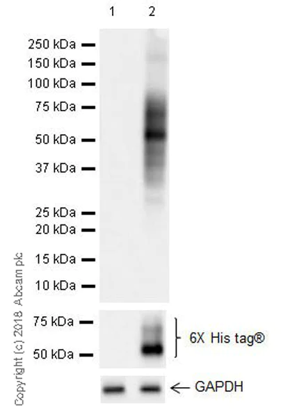 Western blot - Anti-KIR2DL3 antibody [EPR22192] (AB225740)