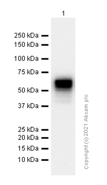 Western blot - Anti-KIR2DL3 + KIR2DL1 + KIR2DL2 antibody [EPR22541-47] (AB224697), expandable thumbnail