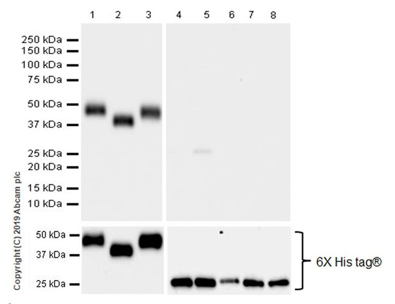Western blot - Anti-KIR2DL3 + KIR2DL1 + KIR2DL2 antibody [EPR22541-47] (AB224697), expandable thumbnail