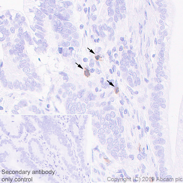 Immunohistochemistry (Formalin/PFA-fixed paraffin-embedded sections) - Anti-KIR2DL3 + KIR2DL1 + KIR2DS2 + KIR2DL2 + KIR2DS1 antibody [EPR22492-64] - BSA and Azide free (AB255327), expandable thumbnail