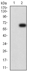 Western blot - Anti-KIR3DL1 antibody [2C3B6] (AB233780)