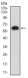 Western blot - Anti-KIR3DL1 antibody [6D9F6] (AB233740)