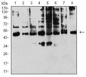 Western blot - Anti-KIR3DL1 antibody [6D9F6] (AB233740)