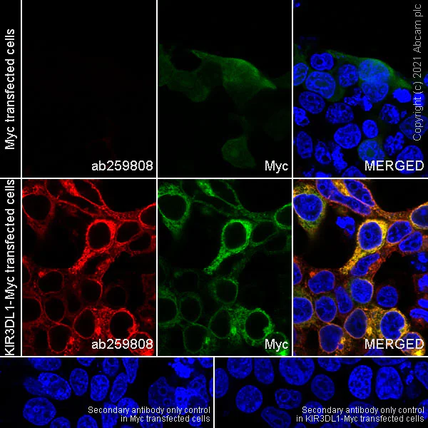 Immunocytochemistry/ Immunofluorescence - Anti-KIR3DL1 + KIR2DS4 + KIR2DS2 + KIR3DS1 antibody [EPR24357-139] - BSA and Azide free (AB282280)
