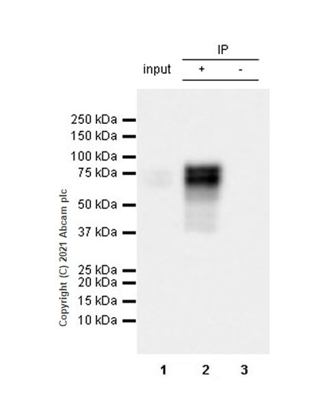 Immunoprecipitation - Anti-KIR3DL1 + KIR2DS4 + KIR2DS2 + KIR3DS1 antibody [EPR24357-139] - BSA and Azide free (ab282280), expandable thumbnail