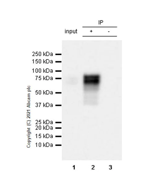 Immunoprecipitation - Anti-KIR3DL1 + KIR2DS4 + KIR2DS2 + KIR3DS1 antibody [EPR24357-139] - BSA and Azide free (AB282280)