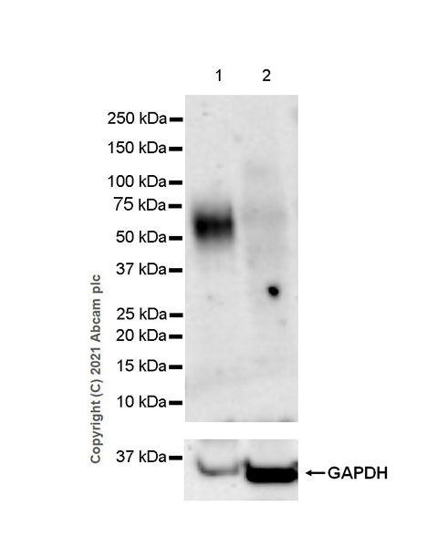 Western blot - Anti-KIR3DL1 + KIR2DS4 + KIR2DS2 + KIR3DS1 antibody [EPR24357-139] - BSA and Azide free (AB282280), expandable thumbnail