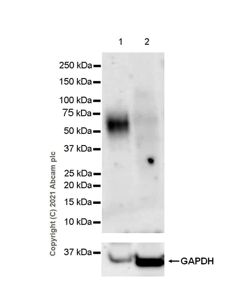 Western blot - Anti-KIR3DL1 + KIR2DS4 + KIR2DS2 + KIR3DS1 antibody [EPR24357-139] - BSA and Azide free (AB282280)