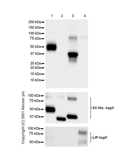 Western blot - Anti-KIR3DL1 + KIR2DS4 + KIR2DS2 + KIR3DS1 antibody [EPR24357-139] - BSA and Azide free (AB282280)