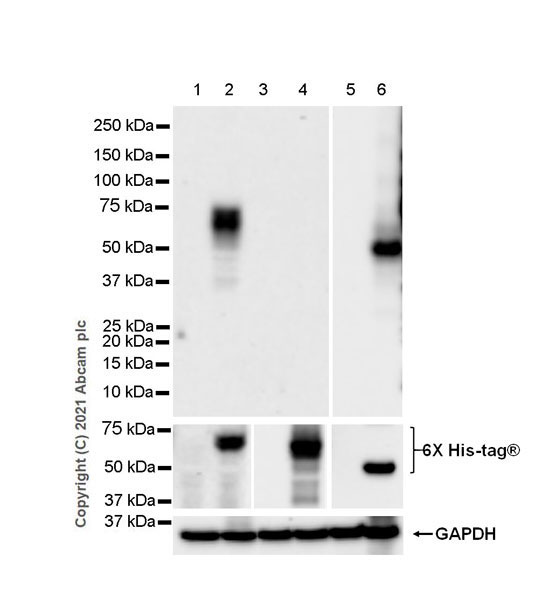 Western blot - Anti-KIR3DL1 + KIR2DS4 + KIR2DS2 + KIR3DS1 antibody [EPR24357-139] - BSA and Azide free (AB282280), expandable thumbnail