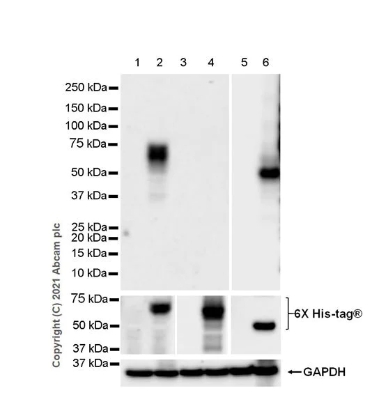 Western blot - Anti-KIR3DL1 + KIR2DS4 + KIR2DS2 + KIR3DS1 antibody [EPR24357-139] - BSA and Azide free (AB282280)