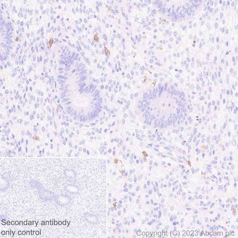 Immunohistochemistry (Formalin/PFA-fixed paraffin-embedded sections) - Anti-KIR3DL1+KIR2DL3+KIR3DL2 antibody [EPR27252-40] - BSA and Azide free (AB314869)