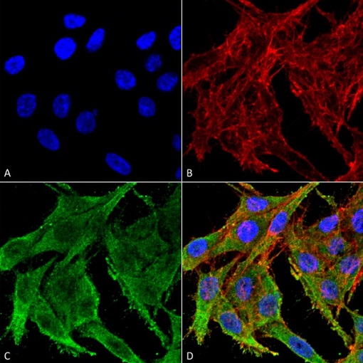 Immunocytochemistry/ Immunofluorescence - Anti-Kir4.1/KCNJ10 antibody (AB240876)