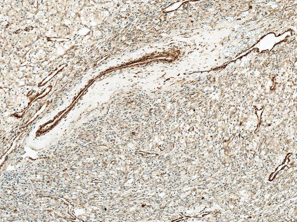 Immunohistochemistry (Formalin/PFA-fixed paraffin-embedded sections) - Anti-Kir4.1/KCNJ10 antibody (AB240876)