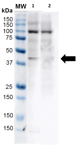 Western blot - Anti-Kir4.1/KCNJ10 antibody (AB240876)