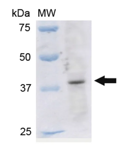 Western blot - Anti-Kir4.1/KCNJ10 antibody (AB240876)