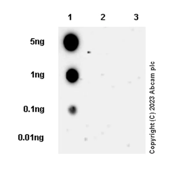 Dot Blot - Anti-Kir4.1/KCNJ10 antibody [EPR27251-74] (AB312844)