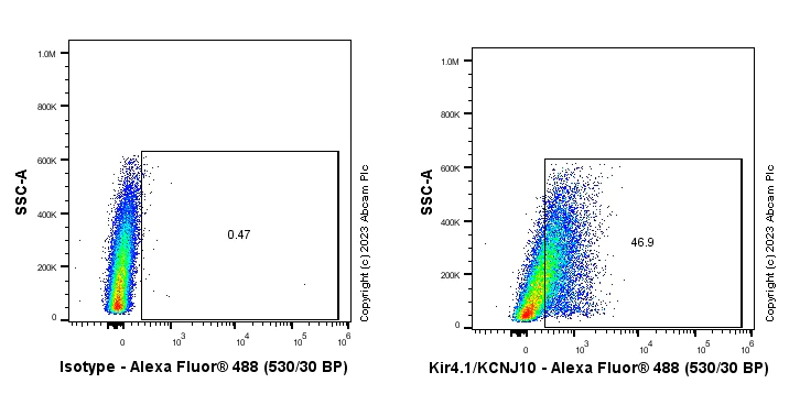 Flow Cytometry (Intracellular) - Anti-Kir4.1/KCNJ10 antibody [EPR27251-74] (AB312844)