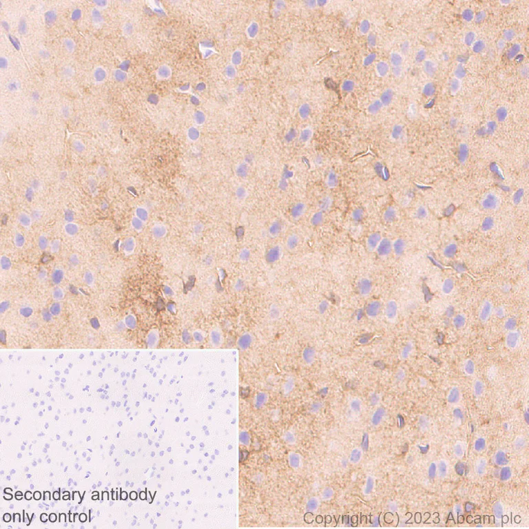Immunohistochemistry (Formalin/PFA-fixed paraffin-embedded sections) - Anti-Kir4.1/KCNJ10 antibody [EPR27251-74] - BSA and Azide free (AB312845)
