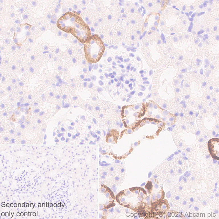 Immunohistochemistry (Formalin/PFA-fixed paraffin-embedded sections) - Anti-Kir4.1/KCNJ10 antibody [EPR27251-74] - BSA and Azide free (AB312845)