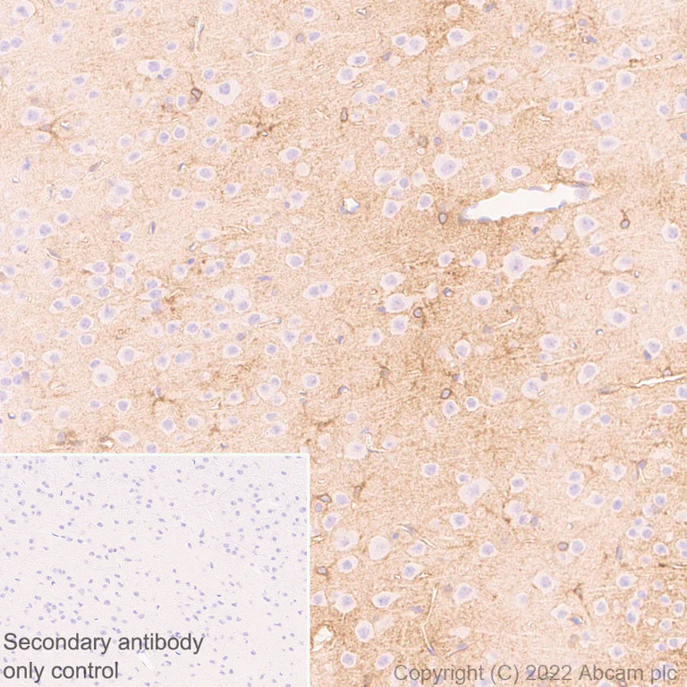 Immunohistochemistry - Anti-Kir4.1/KCNJ10 antibody [EPR27251-79] - BSA and Azide free (AB306551)