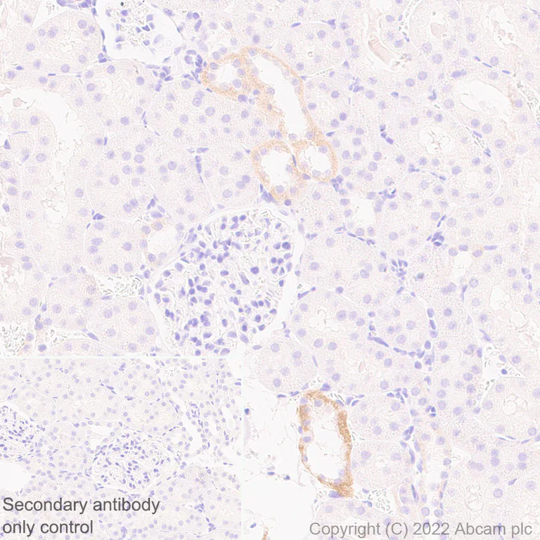 Immunohistochemistry - Anti-Kir4.1/KCNJ10 antibody [EPR27251-79] - BSA and Azide free (AB306551)