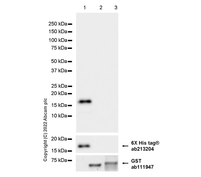 Western blot - Anti-Kir4.1/KCNJ10 antibody [EPR27251-79] - BSA and Azide free (AB306551)