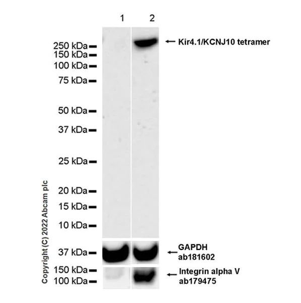 Western blot - Anti-Kir4.1/KCNJ10 antibody [EPR27251-79] - BSA and Azide free (AB306551)