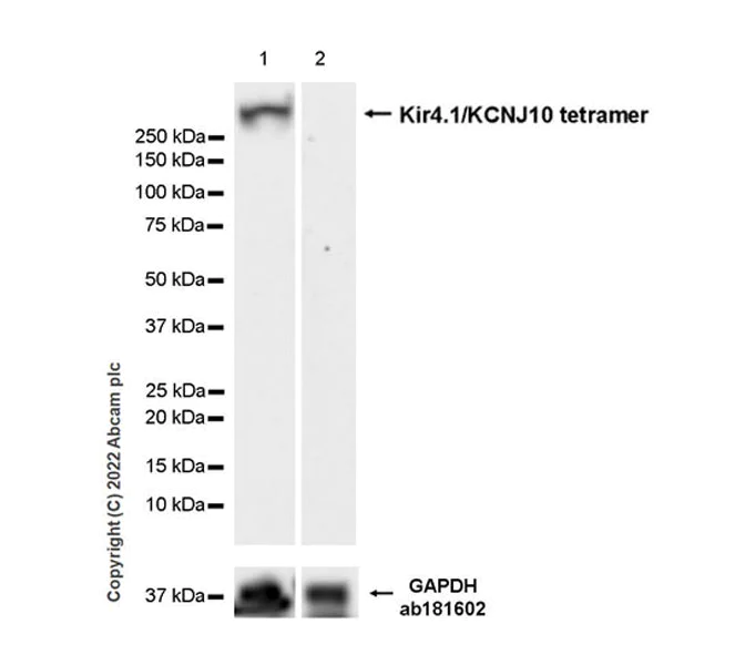 Western blot - Anti-Kir4.1/KCNJ10 antibody [EPR27251-79] - BSA and Azide free (AB306551)