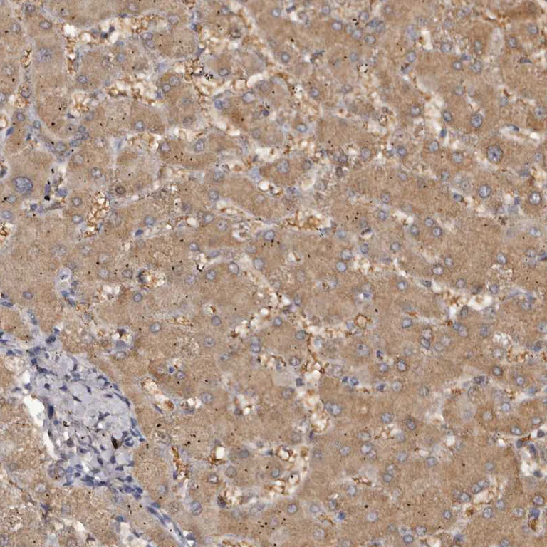 Immunohistochemistry (Formalin/PFA-fixed paraffin-embedded sections) - Anti-Kir6.1/KCNJ8 antibody (AB251809)