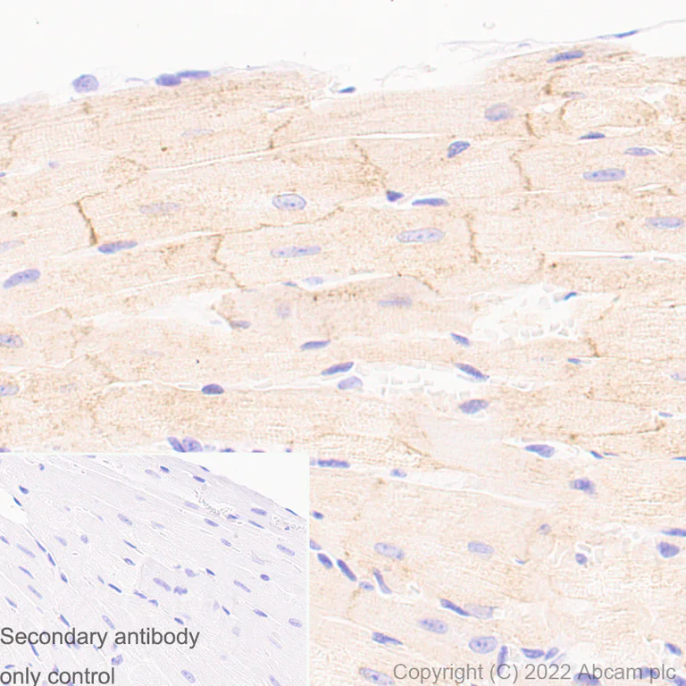 Immunohistochemistry (Formalin/PFA-fixed paraffin-embedded sections) - Anti-Kir6.2/BIR antibody [EPR25229-115] (AB291074)